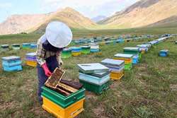 هشدار دامپزشکی طرقبه شاندیز به زنبورستان ها در خصوص جو ناپایدار و بارش های بهاری