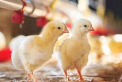 هشدار شبکه دامپزشکی سبزوار به مرغداران در خصوص شیوع بیماری آنگارا