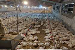 صدور گواهی حمل جهت کشتار بیش از 850 هزار  قطعه مرغ زنده در شهرستان طرقبه شاندیز