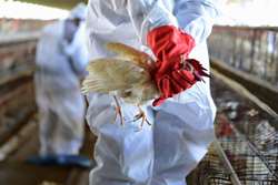 هشدار بهداشتی دامپزشکی  شهرستان سبزوار برای مقابله با بیماری آنفلوانزای فوق حاد پرندگان