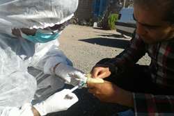 انجام نمونه برداری سرمی جهت پایش بیماری آنگارا در شهرستان کوهسرخ  