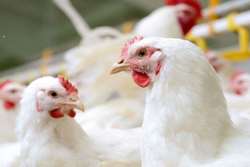  هشدار دامپزشکی طرقبه و شاندیز در خصوص بیماری آنفلوانزای فوق حاد پرندگان
