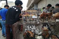هشدار دامپزشکی طرقبه شاندیز در خصوص پرنده فروشان دوره گرد و خطر شیوع آنفلوانزای فوق حاد 