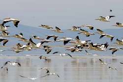 هشدار شبکه دامپزشکی شهرستان کاشمر جهت پیشگیری از بیماری آنفلوانزای فوق حاد پرندگان