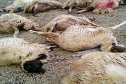 تلف شدن 10 رأس گوسفند مشکوک به مسمومیت در شهرستان درگز 