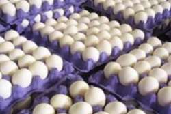 صادرات یک محموله تخم مرغ به مقدار 16 تن از مبدا شهرستان طرقبه شاندیز به کشور تاجیکستان  