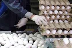ممنوعیت عرضه تخم مرغ فاقد نشانه گذاری در شهرستان بردسکن