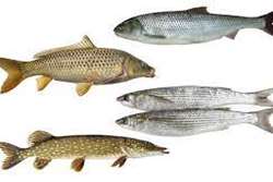 توصیه های دامپزشکی سبزوار در خصوص تشخیص ماهی تازه