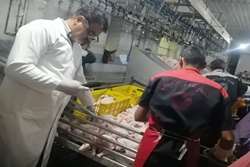 نظارت مستمر دامپزشکی سبزوار بر کشتار بیش از 3 میلیون  قطعه مرغ زنده در کشتارگاه طیور بیهق
