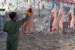 بازرسی بیش از 7000 لاشه دام سبک و سنگین در کشتارگاههای دام شهرستان گناباد