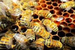 توصیه دامپزشکی تربت حیدریه به زنبورداران در خصوص جلوگیری از بیمارهای زنبور عسل در فصل زمستان