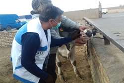 اجرای طرح پایش و مراقبت بیماری‌ های دامی، بصورت مستمر در مراکز پرتراکم دام شهرستان کاشمر