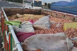 کشف و ضبط 10 تن پای مرغ غیر بهداشتی و فاسد در سبزوار