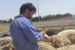 صدور مجوز بهداشتی حمل بیش از 4 هزار راس دام در گناباد 
