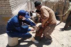 واکسیناسیون رایگان 71 هزار دام سبک در خوشاب علیه بیماری طاعون نشخوارکنندگان کوچک  