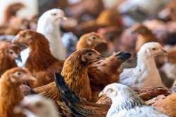 آغاز واکسیناسیون رایگان طیور بومی درگز علیه بیماری نیوکاسل