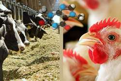 هشدار دامپزشکی سبزوار در خصوص مخاطره ی شیوع آنفلوانزای فوق حاد پرندگان در گاو شیری