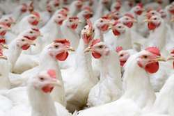 صادرات بیش از 56 هزار قطعه پولت تخمگذار از شهرستان گلبهار