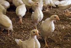 صادرات 7 هزار قطعه پولت تخمگذار از گناباد به کشور افغانستان