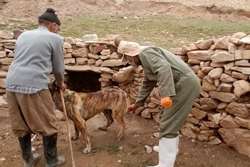 توصیه رئیس شبکه دامپزشکی شهرستان مشهد به مناسبت روز جهانی هاری