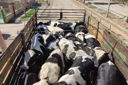 لزوم اخذ مجوز بهداشتی قرنطینه ای برای حمل هرگونه دام