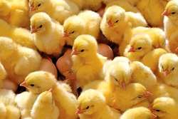 افزایش 15 درصدی جوجه ریزی در مرغداری های شهرستان تربت حیدریه در سال 1403 نسبت به سال قبل از آن