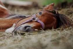 هشدار شبکه دامپزشکی قوچان در خصوص بیماری بوتولیسم