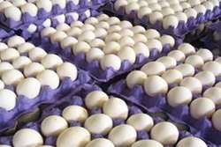 صادرات تخم مرغ به کشورهای منطقه 