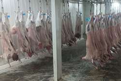 هیئت های مذهبی دام ها را در کشتارگاه دام و تحت نظارت بهداشتی و شرعی دامپزشکی ذبح کنند.