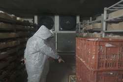 انجام بازدیدهای مدون بر کشتارگاه های طیور شهرستان قوچان