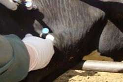 اجرای عملیات شناسایی بیماری های سل و بروسلوز در جمعیت دام سنگین 