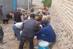 تحقق 112 درصدی واکسیناسیون دام سبک علیه بیماری شاربن در شهرستان درگز