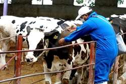 پایش بیماری مشترک سل و برسلوز در جمعیت دام سنگین