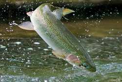 واکسیناسیون گامی بلند در تولید آبزیان سالم 