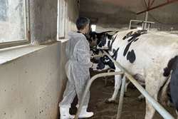 پایش واحد دامی دارای سل غیر توبرکولینه در شهرستان قوچان