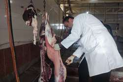 نظارت بر ذبح بهداشتی 76 راس دام نذری در ایام تاسوعا و عاشورای حسینی