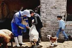 توصیه شبکه دامپزشکی درگز به انجام واکسیناسیون علیه بوتولیسم در دامداری ها