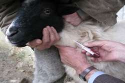 اجرای طرح پایش و ارزیابی سرمی واکسن تب مالت در دام های شهرستان 