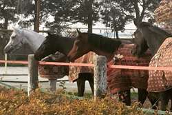 باشگاه های سوارکاری و گاوداری های صنعتی حصار کشی را جدی بگیرند