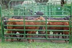  لزوم نصب حصار و رعایت اصول قرنطینه‌ای در کنترل و پیشگیری از رخداد بیماری در دامداری‌ها و باشگاه‌های سوارکاری