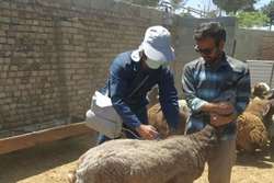 اجرای مستمر طرح ایمن‌سازی دام‌های سبک و سنگین در شهرستان سبزوار