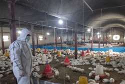 هشدار شبکه دامپزشکی درگز به مرغداران در خصوص پیشگیری از بروز بیماری آنفلوانزای فوق حاد پرندگان