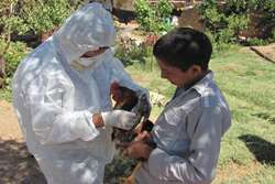 اجرای طرح مراقبت فعال بیماری آنفلوانزای فوق حاد طیور در شهرستان زاوه