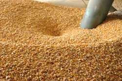برخورد قاطع با تولید کنندگان خوراک دام و طیور غیرمجاز در دستور کار دامپزشکی قوچان