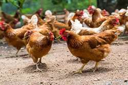 اطلاع رسانی و تشدید اقدامات بهداشتی قرنطینه ای در مزارع پرورش طیور روستایی و صنعتی 