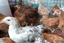 ممنوعیت حمل مرغ بومی بدون مجوز سیستم  قرنطینه‌ای 