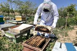 انجام پایش و مراقبت زنبورستان های قوچان 