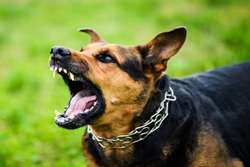 افزایش سطح آگاهی، جهت مقابله با بیماری هاری 