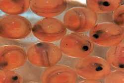  نظارت بر واردات بیش از 330 هزار قطعه تخم چشم‌زده ماهی قزل‌آلا 