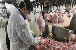 نظارت بر تولید بیش از 5هزار تن گوشت مرغ بهداشتی در تربت حیدریه 